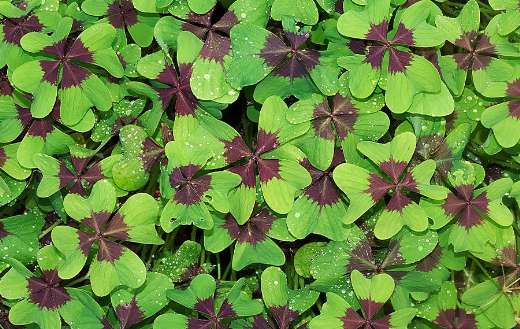 Oxalis tetraphylla known iron cross