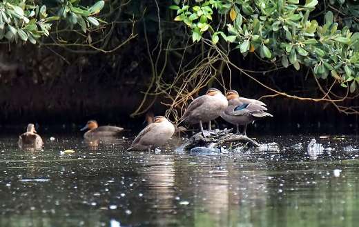 Philippines wild duck