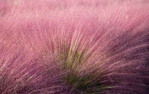 Pink muhly grass