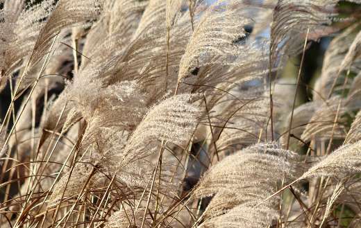 Reed China grass online