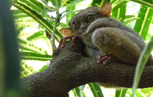 Tarsier yoda gollum