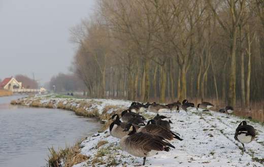 Winter somewhere Delft Netherlands wood
