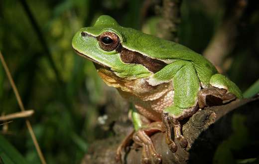 A Europian tree frog