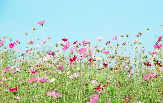 A cosmos flowers variety field
