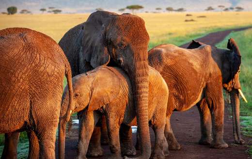 A family of african savanna elephants
