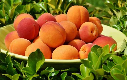 A type of stone fruit apricots