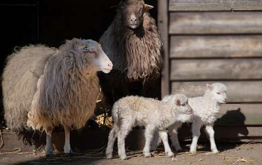 Adult sheeps with youngs