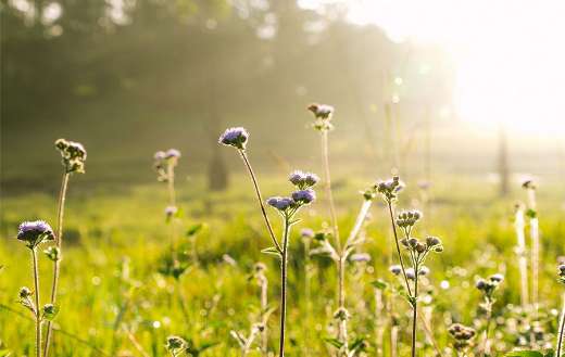 Ageratum conyzoides billygoat weed