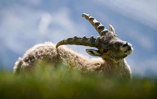 Animal picture in alpine ibex