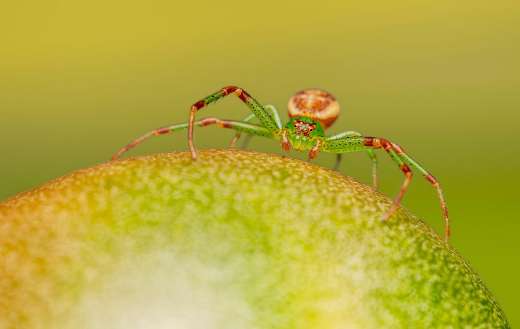 Arachnid green crab spider