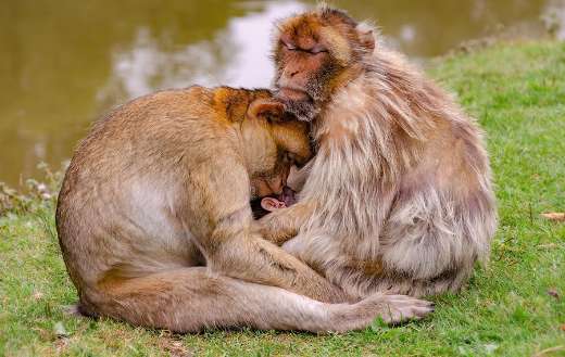 Barbary monkey family