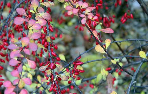Barberry ornamental red fruit shrub
