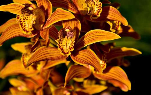 Beautiful cymbidium orchid lush flower
