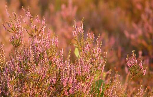 Calluna vulgaris summer heather