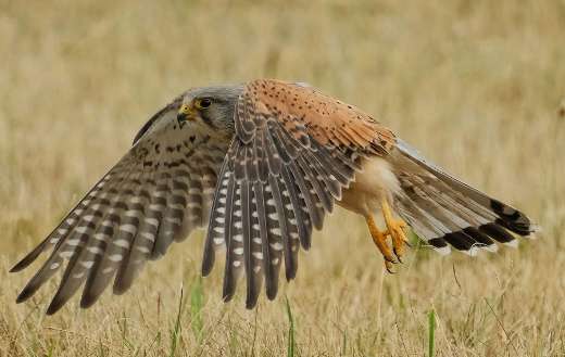Common kestrel small bird