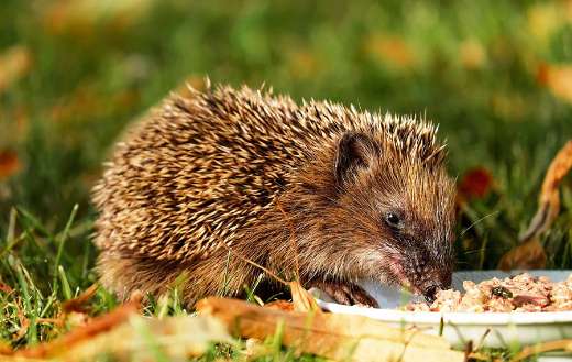 Commonly found mammal in the Netherlands
