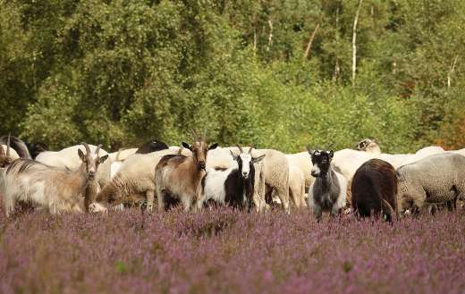Drenthe heath sheep and goats grazing