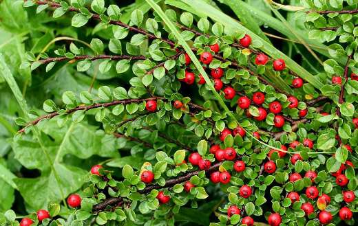 Dwarf cotoneaster horizontalis