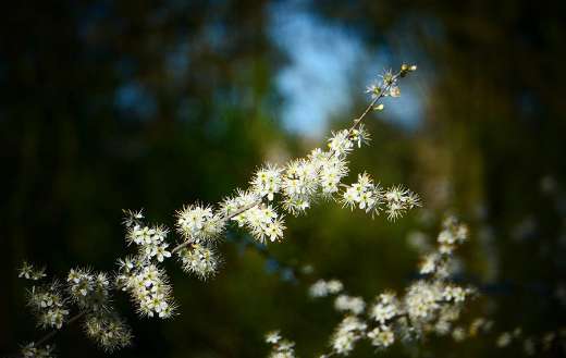 Flower knob spring bloom