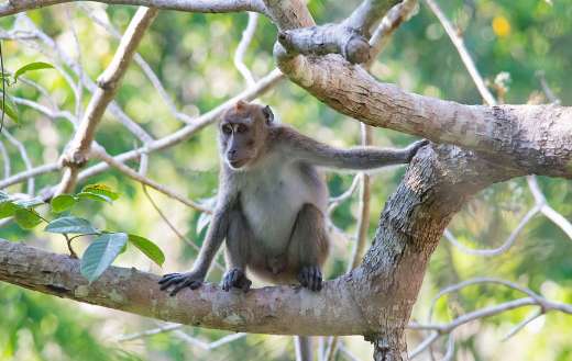 Grayish brown fur crab eating macaque
