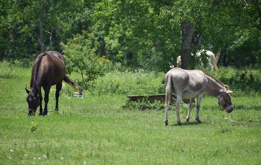 Horse and a donkey grazing together