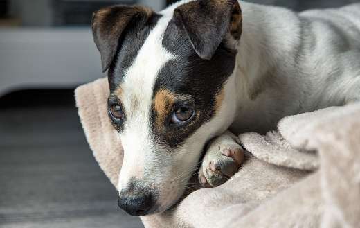 Jack russel pet dog