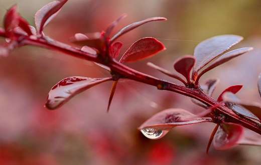Japanese barberry burgundy