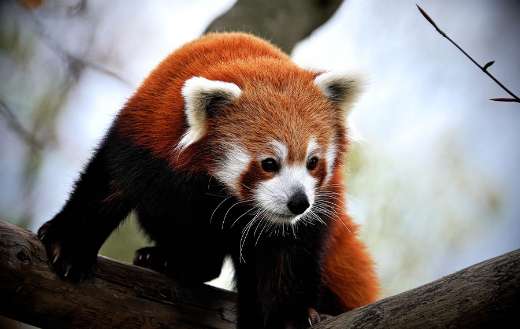 Little red panda size almost large cat