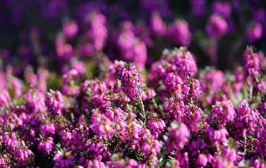 Low growing winter hardly shrub with small leaves