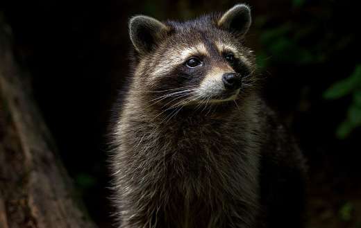 Medium sized mammal from North America