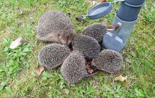 Mother with her young eating from a feeding bowl