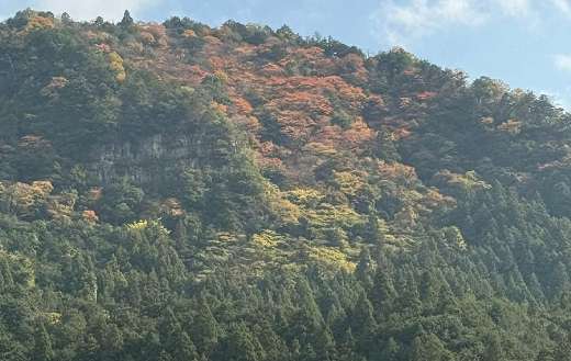 Mountainside covered with dense forests