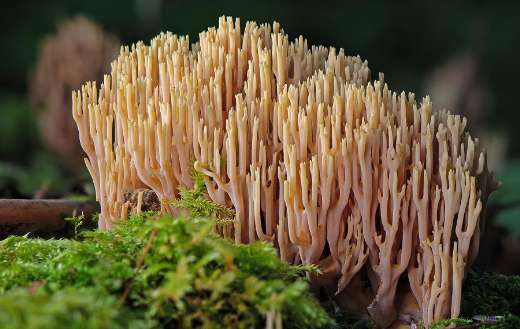 Mushroom ramaria coral fungus