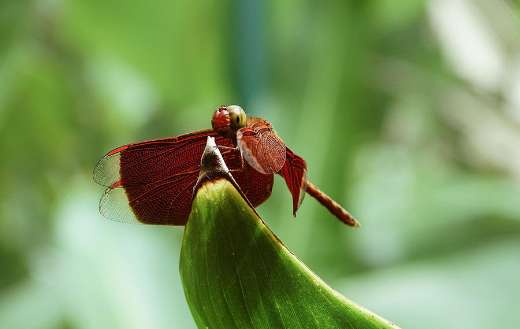 Neurothemis fluctuans red grasshawk