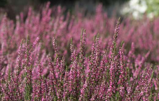 Plants that can blooms in winter and spring