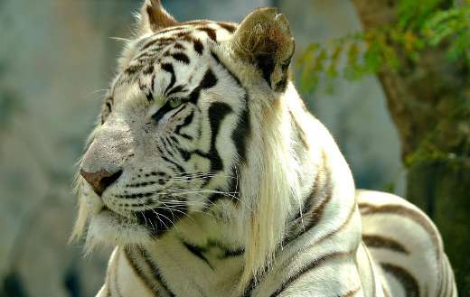 Rare color white bengal tiger