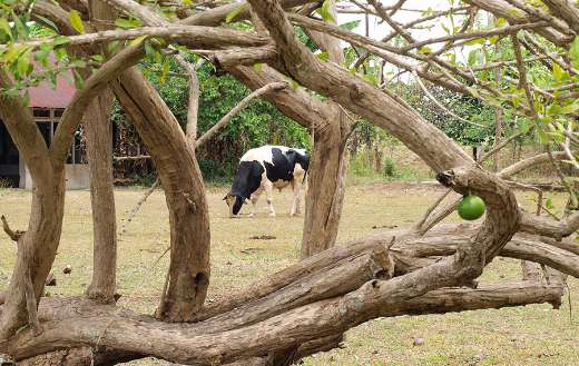 Rural scene with black and white holstein friesian cow