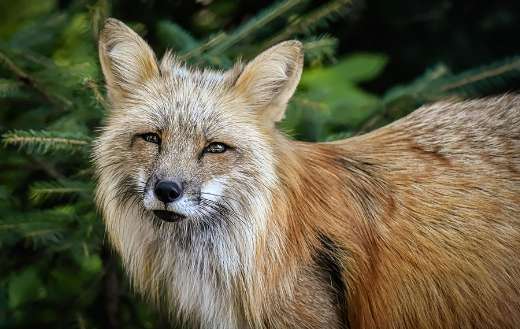 Several color variations red fox