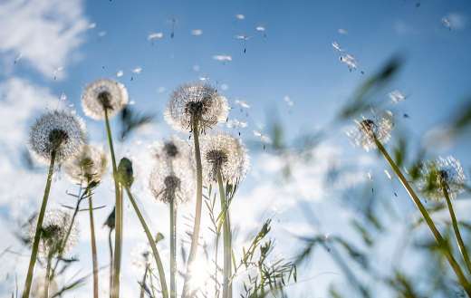 Several dandelion puffballs