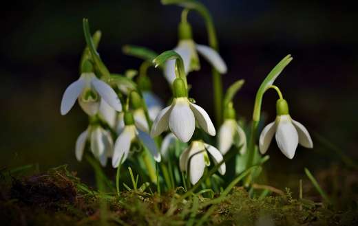 Snowdrop snowbell spring bells flowers