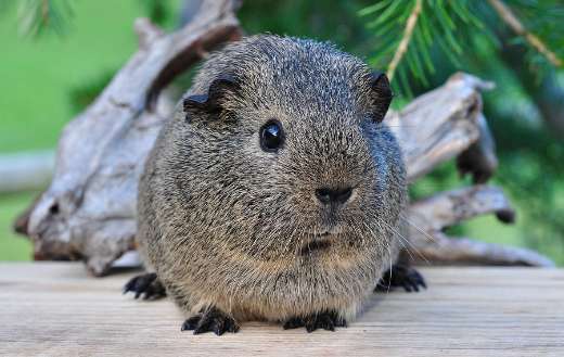 Social rodents rarely bite