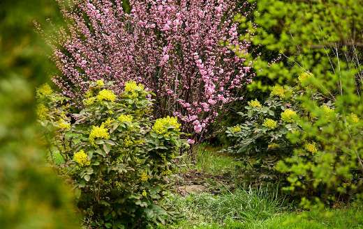 Spring garden plants flower blooming