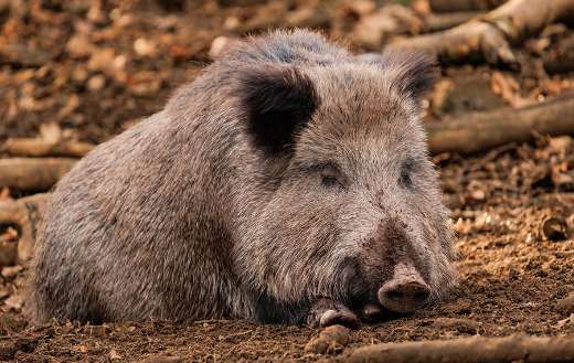 Sus scrofa wild boar animal