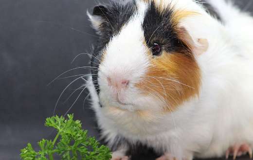 Tricolor guinia pig