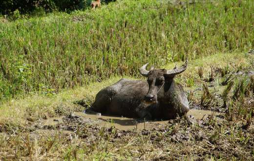 Water buffalo domestic buffalo