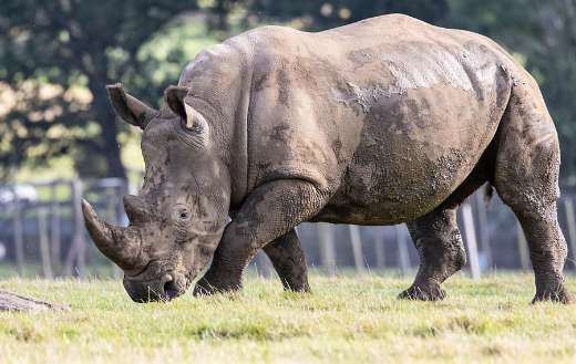 White rhinoceros also known the square lipped rhino