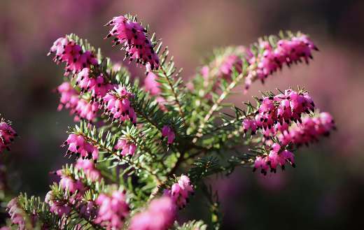 Winter heath erica carnea