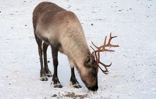 Winter time reindeer