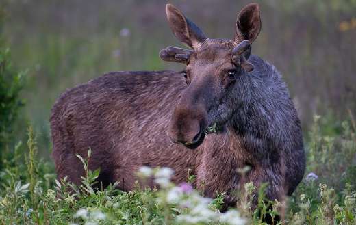 Young moose grazing in a field