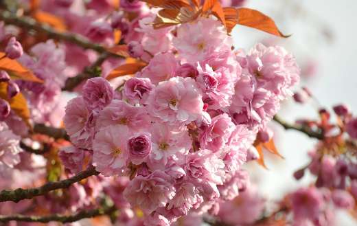 Pink tree flowers close up